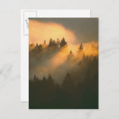 Roodhoutbomen in de kustmist van Marin County. Briefkaart (Voorkant / Achterkant)