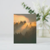 Roodhoutbomen in de kustmist van Marin County. Briefkaart (Staand voorkant)