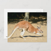 Roodkangoeroe op zand feestdagenkaart (Voorkant / Achterkant)