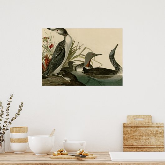 Roodkeelduiker Poster (Keuken)