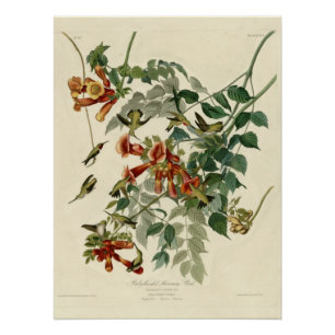 Roodkeelvogel Poster