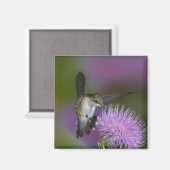 Roodkeelvogel tijdens de vlucht in de heistel magneet (Voorkant / Achterkant)