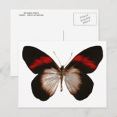 Roodkegel - Gepersonaliseerd Briefkaart (Voorkant / Achterkant)