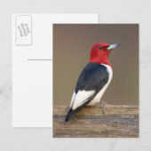 Roodkop specht op hek briefkaart (Voorkant / Achterkant)