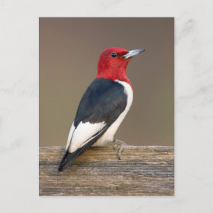 Roodkop specht op hek briefkaart
