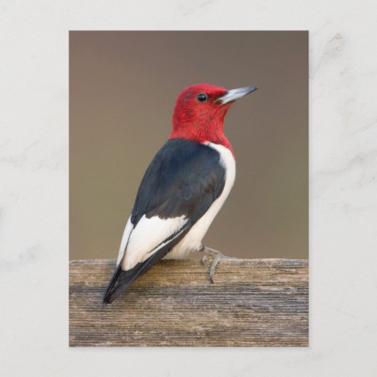 Roodkop specht op hek briefkaart (Voorkant)