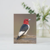 Roodkop specht op hek briefkaart (Staand voorkant)