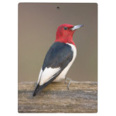 Roodkop specht op hek klembord (Achterkant)