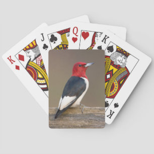 Roodkop specht op hek pokerkaarten