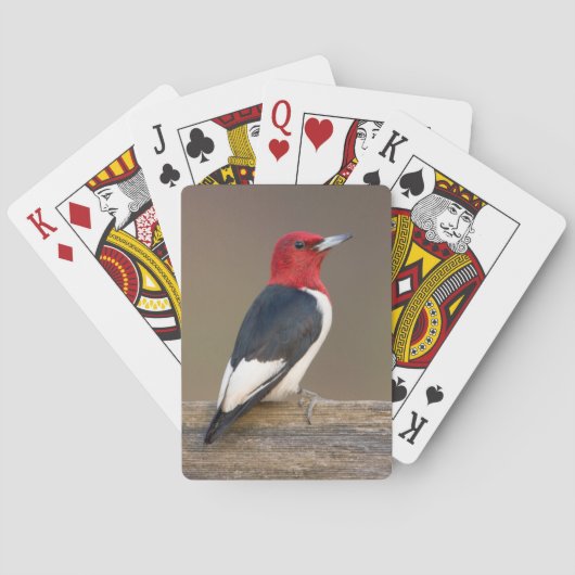 Roodkop specht op hek pokerkaarten (Achterkant)