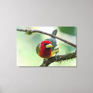 Roodkopbaardvogel (mannetje) in Costa Rica Canvas Afdruk