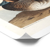 Roodkopige Duck van Audubon Poster (Hoek)