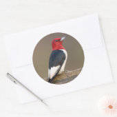 Roodkopspecht op hek ronde sticker (Envelop)