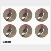 Roodkopspecht op hek ronde sticker (Vel)