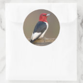 Roodkopspecht op hek ronde sticker (Tas)