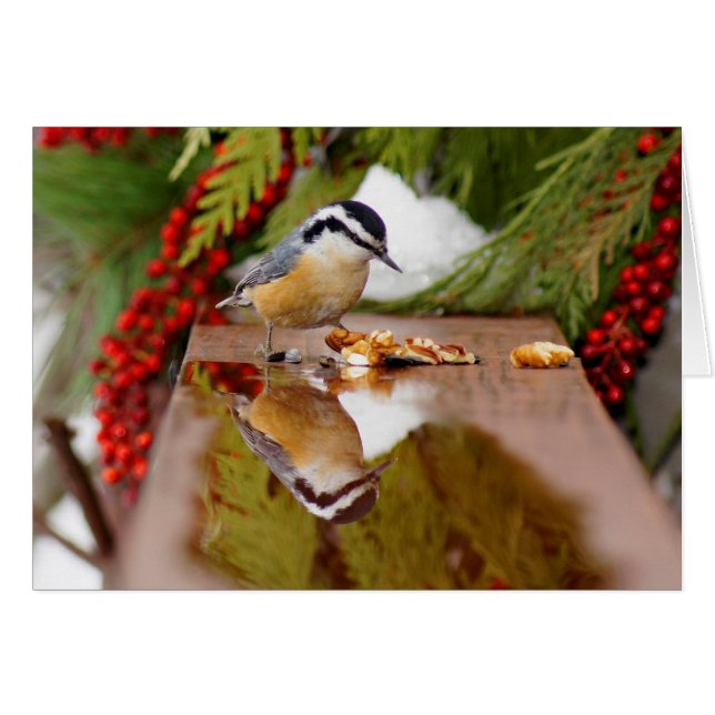 Roodkorrelig Nuthatch (Voorkant Horizontaal)