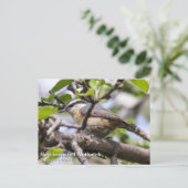 Roodkorrelig Nuthatch Briefkaart (Staand voorkant)