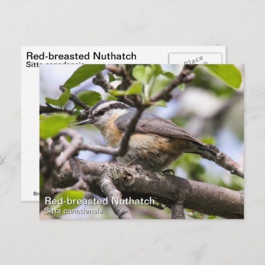 Roodkorrelig Nuthatch Briefkaart (Voorkant / Achterkant)