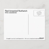 Roodkorrelig Nuthatch Briefkaart (Achterkant)