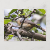 Roodkorrelig Nuthatch Briefkaart (Voorkant)