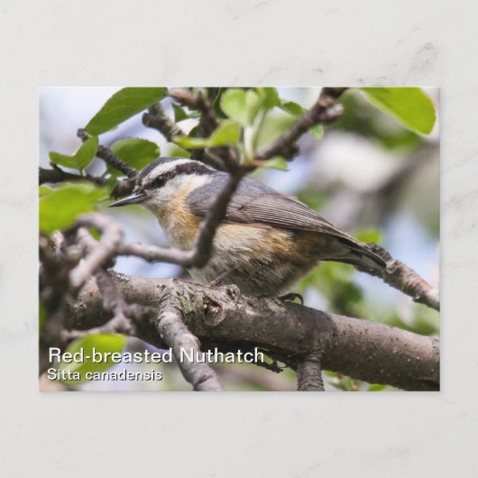 Roodkorrelig Nuthatch Briefkaart (Voorkant)