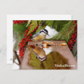 Roodkorrelig Nuthatch Briefkaart (Voorkant / Achterkant)