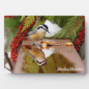 Roodkorrelig Nuthatch Fotoplaat