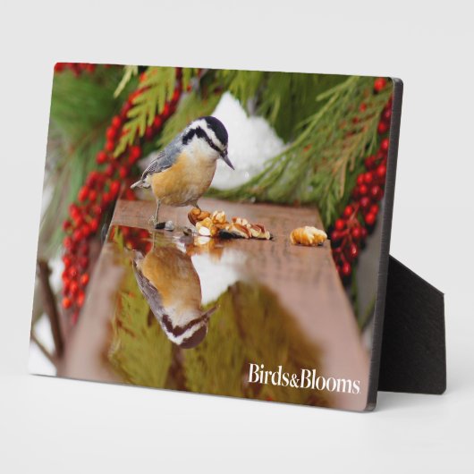 Roodkorrelig Nuthatch Fotoplaat (Zijkant)