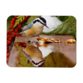 Roodkorrelig Nuthatch Magneet (Horizontaal)