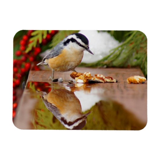 Roodkorrelig Nuthatch Magneet (Horizontaal)