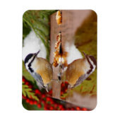 Roodkorrelig Nuthatch Magneet (Verticaal)