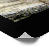 Roodkorrelig Nuthatch Poster (Hoek)