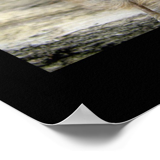 Roodkorrelig Nuthatch Poster (Hoek)