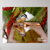 Roodkorrelig Nuthatch Poster (Voorkant)