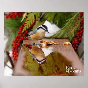 Roodkorrelig Nuthatch Poster