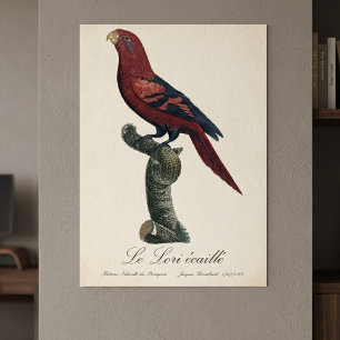 Roodkraaglori, Trichoglossus reticulatus Poster
