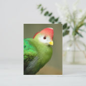 Roodkreukvogel Briefkaart (Staand voorkant)