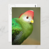 Roodkreukvogel Briefkaart (Voorkant / Achterkant)