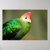 Roodkreukvogel Poster (Voorkant)