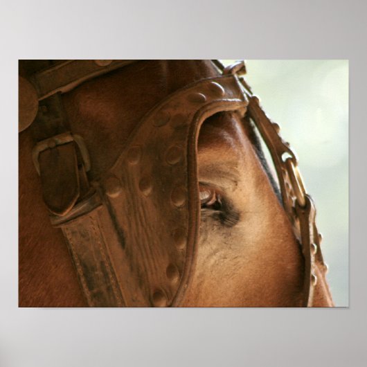 Roodmuil - OogPoster Poster (Voorkant)