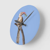Roodnavelhaai Ronde Klok (Hoek)