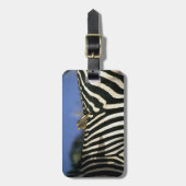Roodnavelvogel op een Zebra achterkant - Zimbabwe Bagagelabel (Voorkant verticaal)