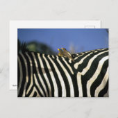 Roodnavelvogel op een Zebra achterkant - Zimbabwe Briefkaart (Voorkant / Achterkant)