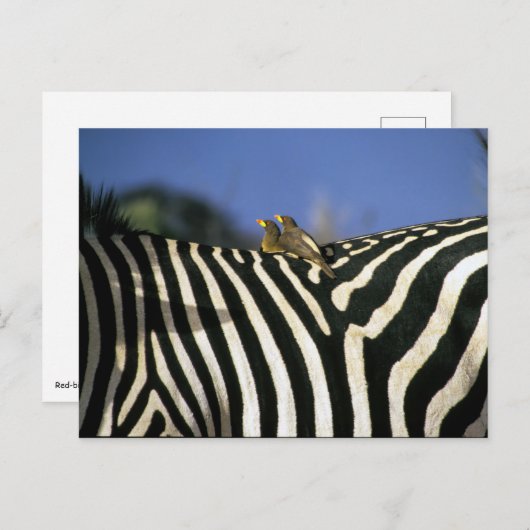 Roodnavelvogel op een Zebra achterkant - Zimbabwe Briefkaart (Voorkant / Achterkant)