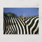 Roodnavelvogel op een Zebra achterkant - Zimbabwe Briefkaart (Voorkant)