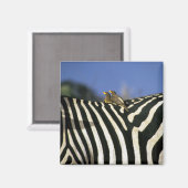 Roodnavelvogel op een Zebra achterkant - Zimbabwe Magneet (Voorkant / Achterkant)