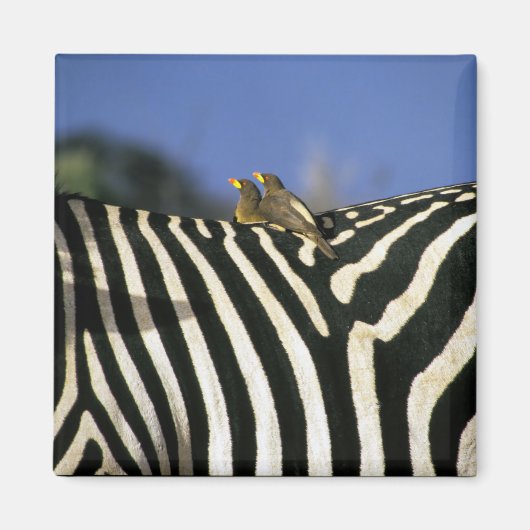 Roodnavelvogel op een Zebra achterkant - Zimbabwe Magneet (Voorkant)