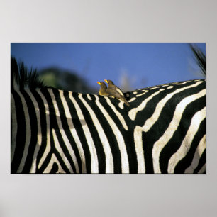 Roodnavelvogel op een Zebra achterkant - Zimbabwe Poster