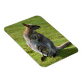 Roodnekkige behang en haar joey magneet (Rechterzijde)