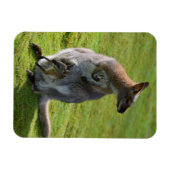 Roodnekkige behang en haar joey magneet (Horizontaal)